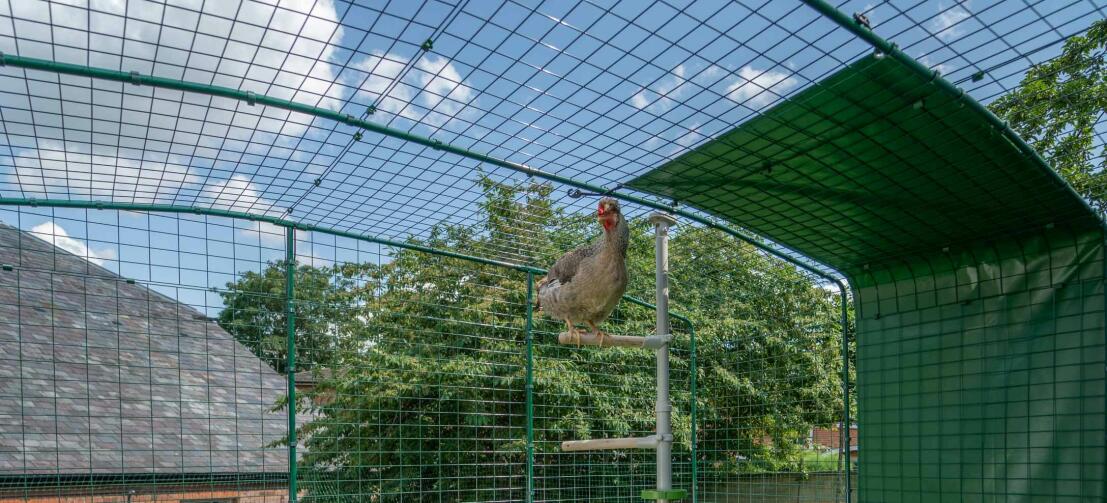 Chickens inside the full height walk in run