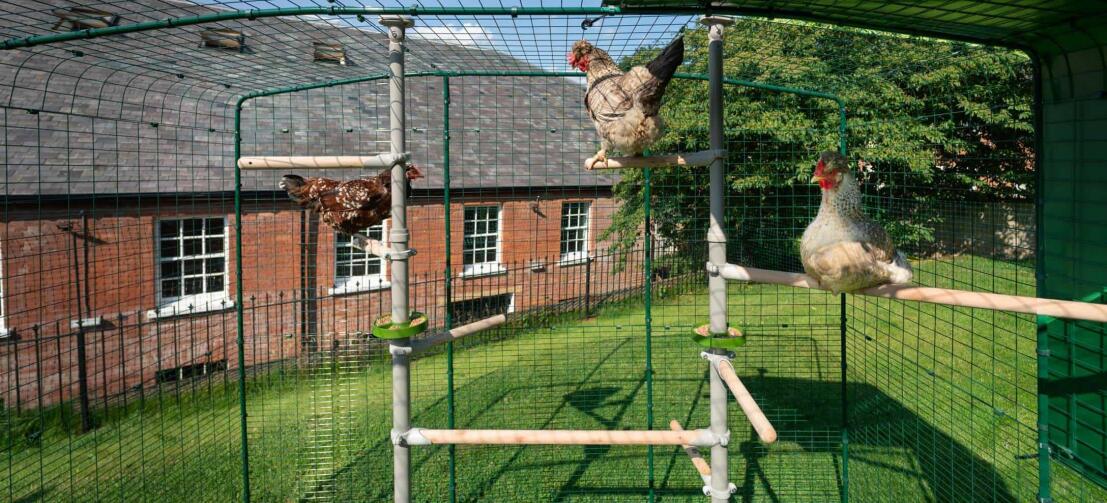 Chickens sitting perches of Poletree in walk in chicken run