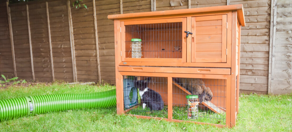 Rabbits in hutch with Omlet Caddi treat holders and Omlet Zippi tunnel