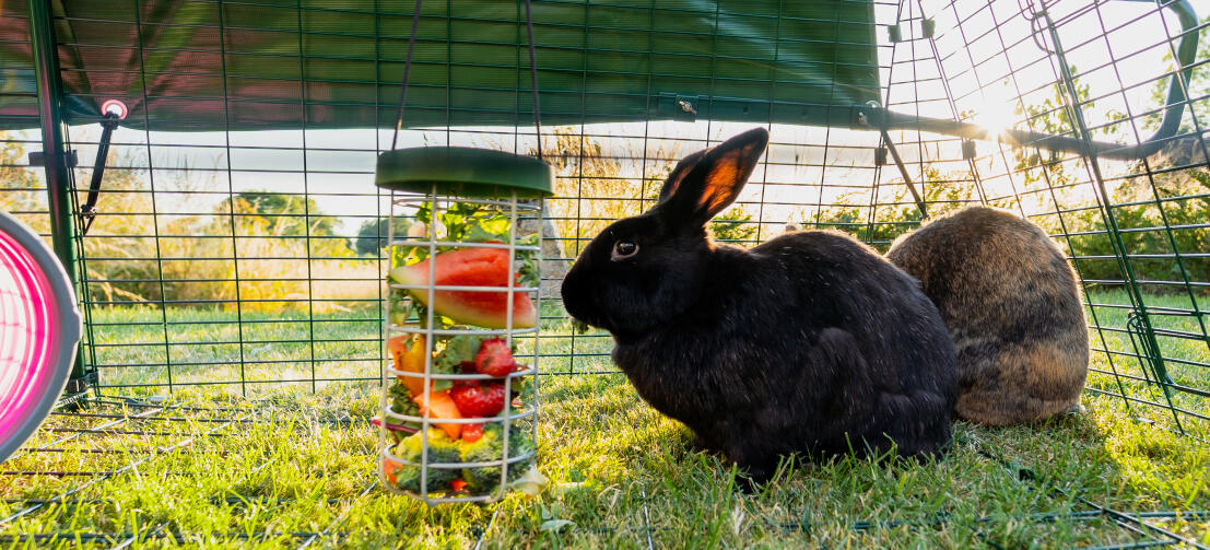 A black bunny eating leaves and watermelon slices from a Caddi treat holder hanging inside the run.