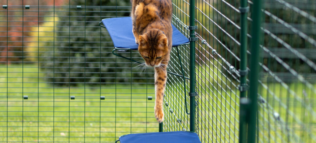 Cat jumping down from fabric cat shelf in Omlet outdoor catio run