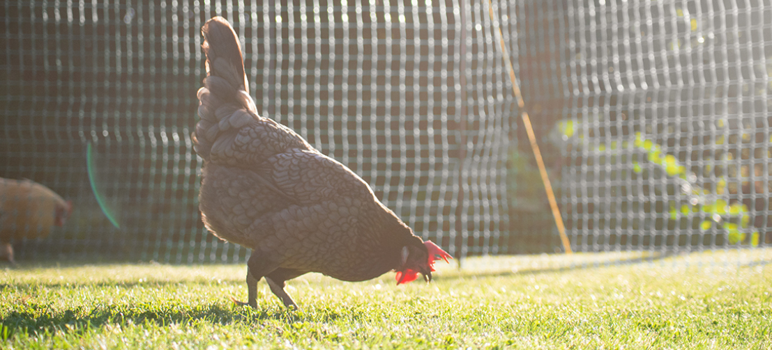 A chicken pecking from the ground behind chicken fencing on a sunny day