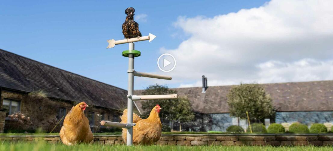 Chickens perching in the garden in the Omlet free standing universal chicken perch