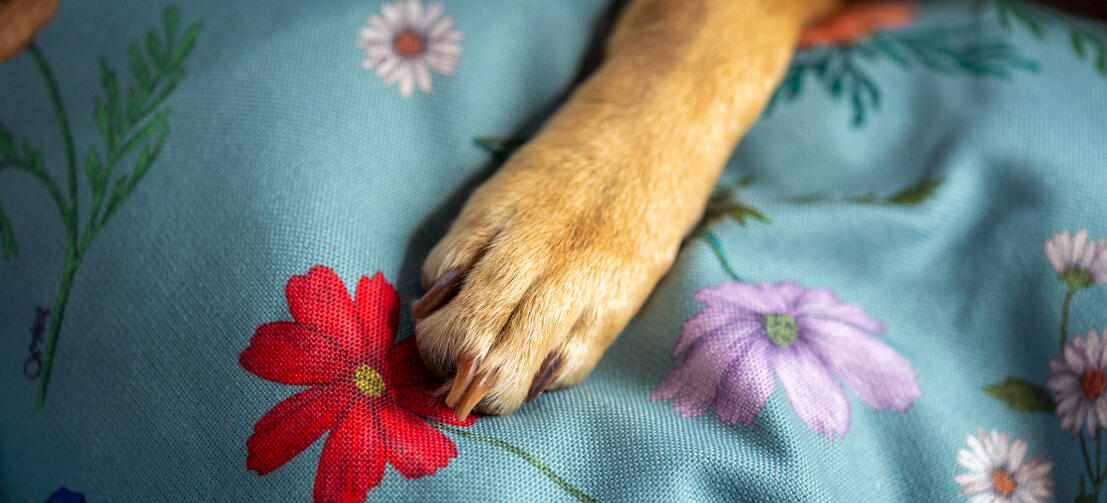 Close up of a paw on gardenia sage dog bed print.