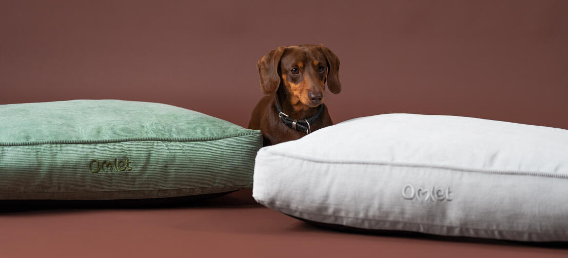 A sausage dog between the corduroy moss and corduroy pebble cushion dog beds