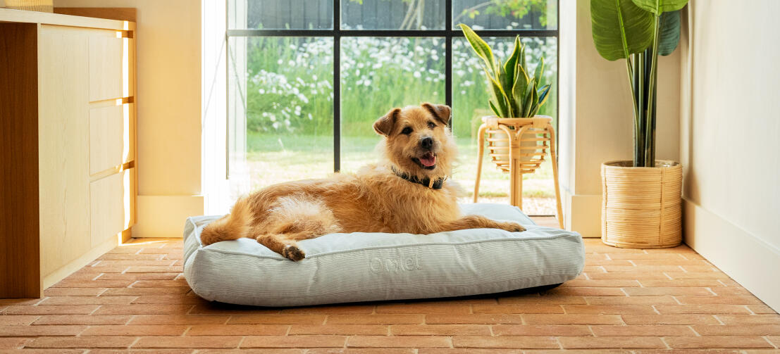 A dog lying on the corduroy pebble cushion dog bed