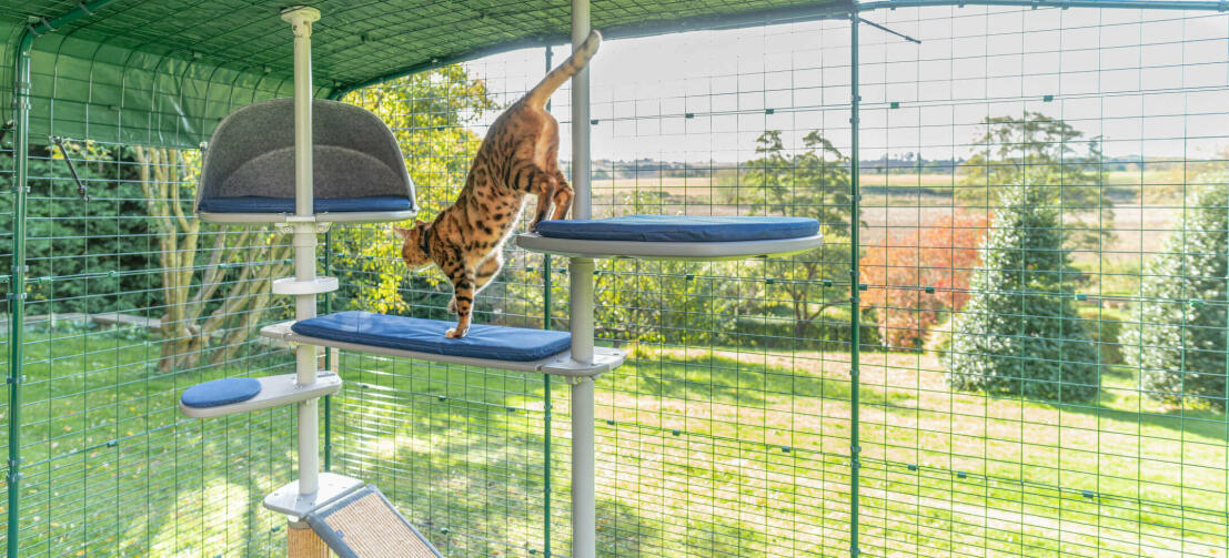 A cat playing in his tall grey cat tree, a perfect way to give your cats a safe outdoor place to explore