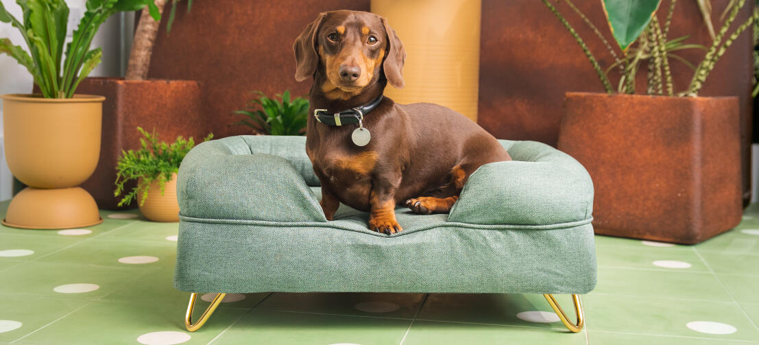 Brown dachshund on light green bolster dog bed from Omlet