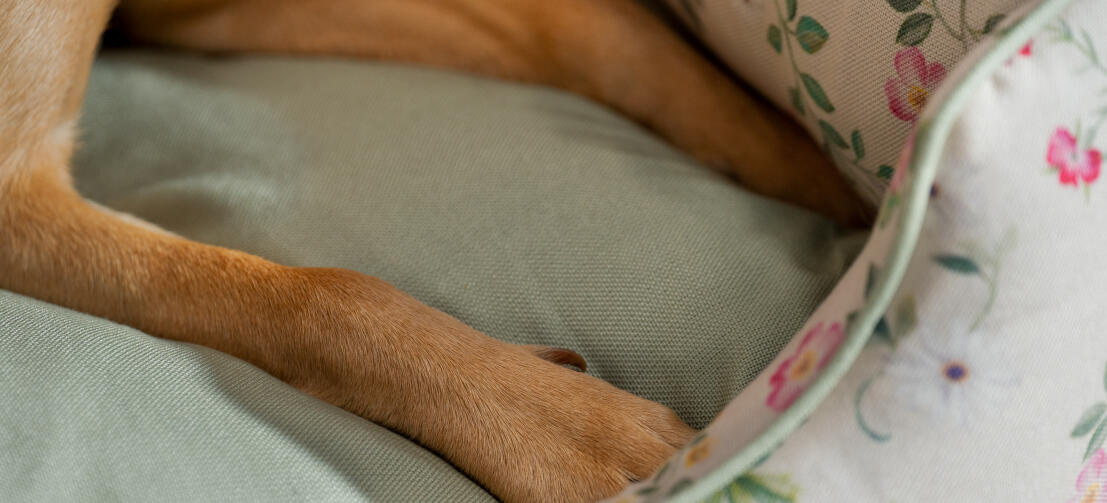 Close up of a dogs paws in a comfy Omlet nest dog bed