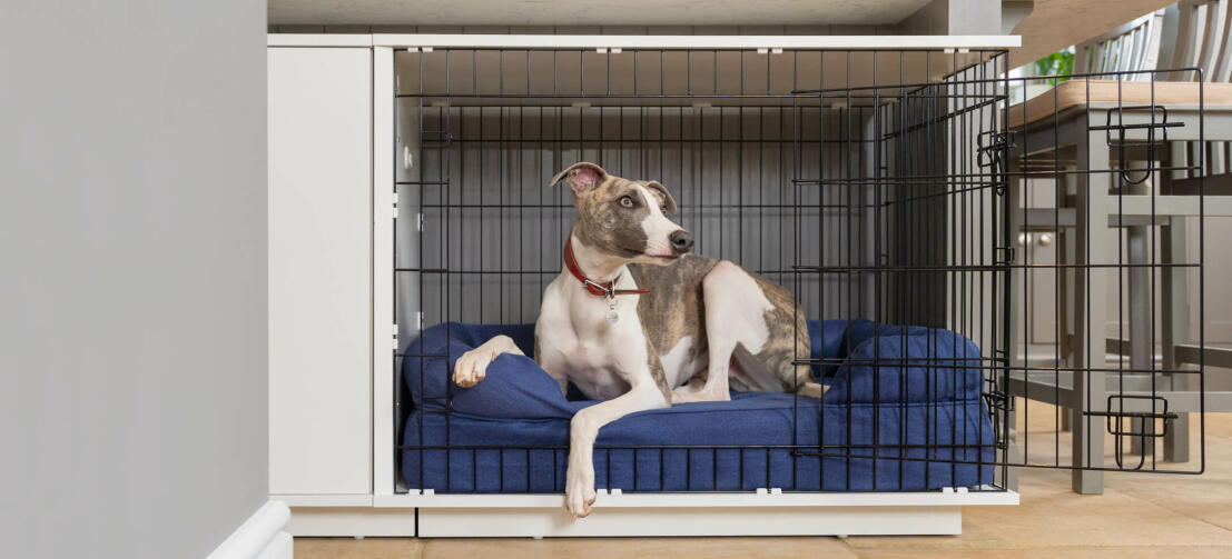 greyhound relaxing in his modern dog crate located in the kitchen