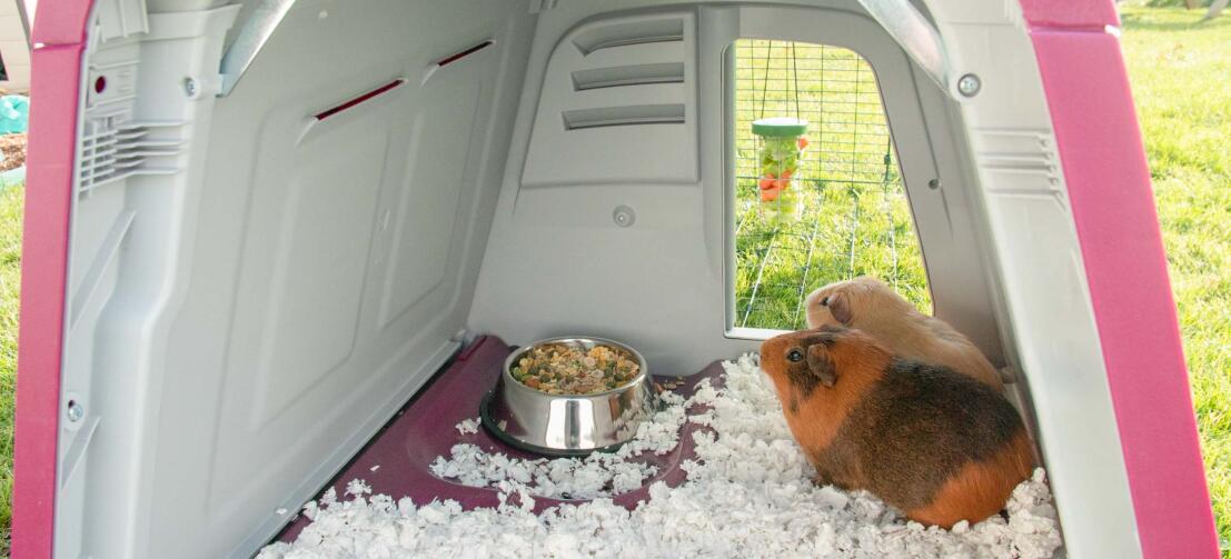 Two guinea pigs inside a purple eglu go hutch Two guinea pigs inside a purple eglu go hutch