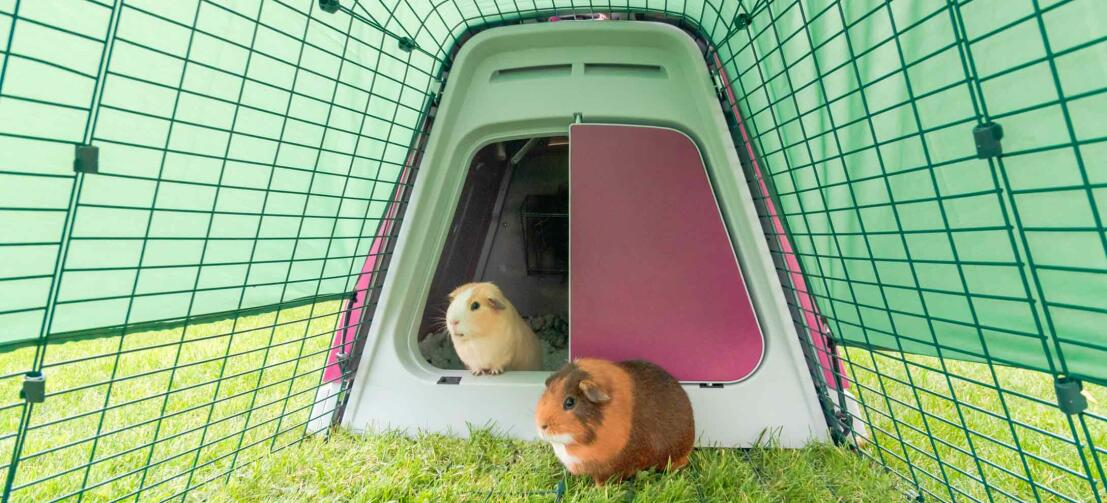 Guinea pigs in the Eglu Go hutch with run Guinea pigs in the Eglu Go hutch with run