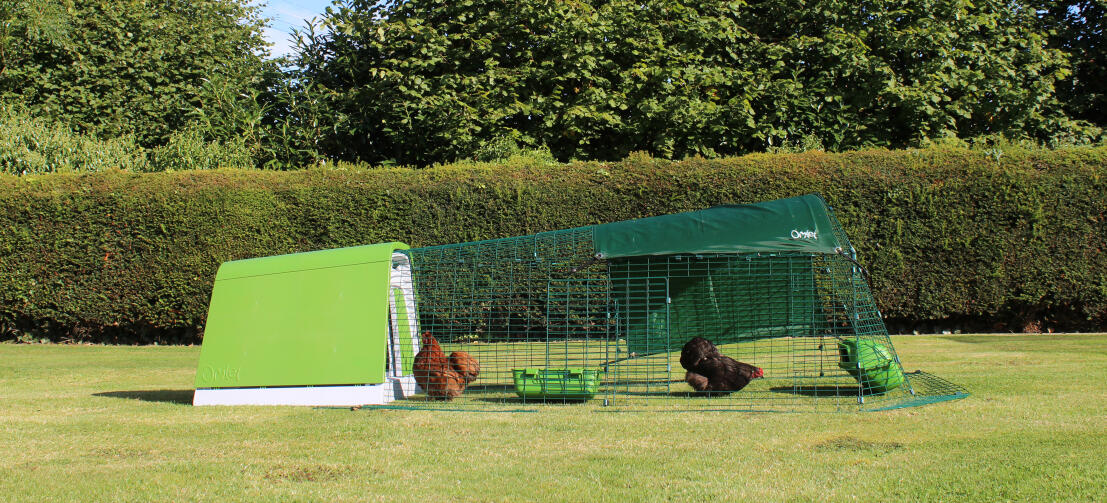 An Eglu Go chicken coop with run in a garden with two chickens