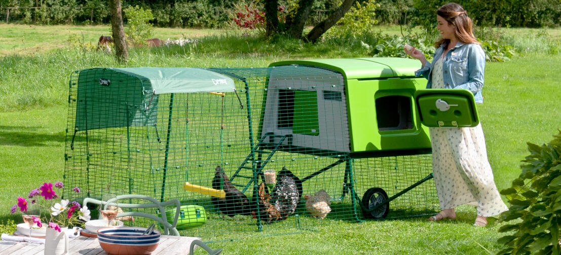 Woman reaching into the Eglu Cube chicken coop to retrieve the eggs in a garden