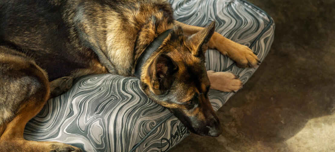 German shepherd on a soft and stylish Omlet cushion dog bed