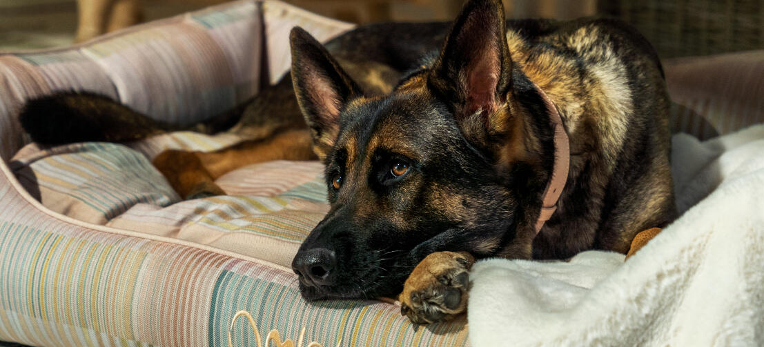 German shepherd relaxing in a supportive Omlet nest dog bed