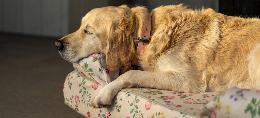 Golden retriever resting of flowery bolster dog bed