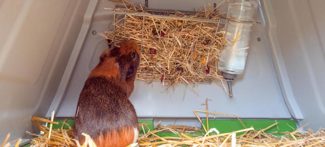 Guinea pig eating hay from the Eglu Go hutch rack Guinea pig eating hay from the Eglu Go hutch rack