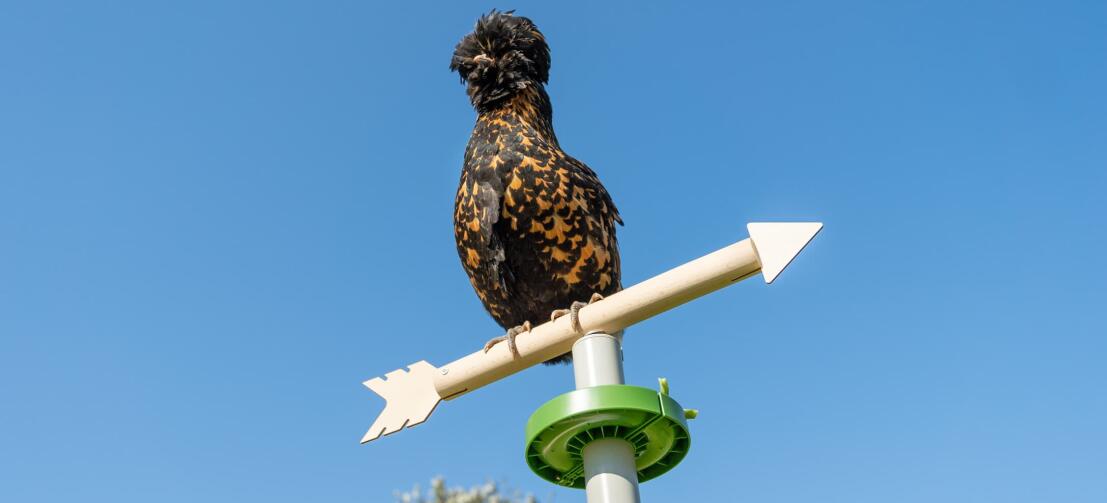 Chicken perching on the top of the weathervane chicken toy accessory for the free standing universal chicken perch