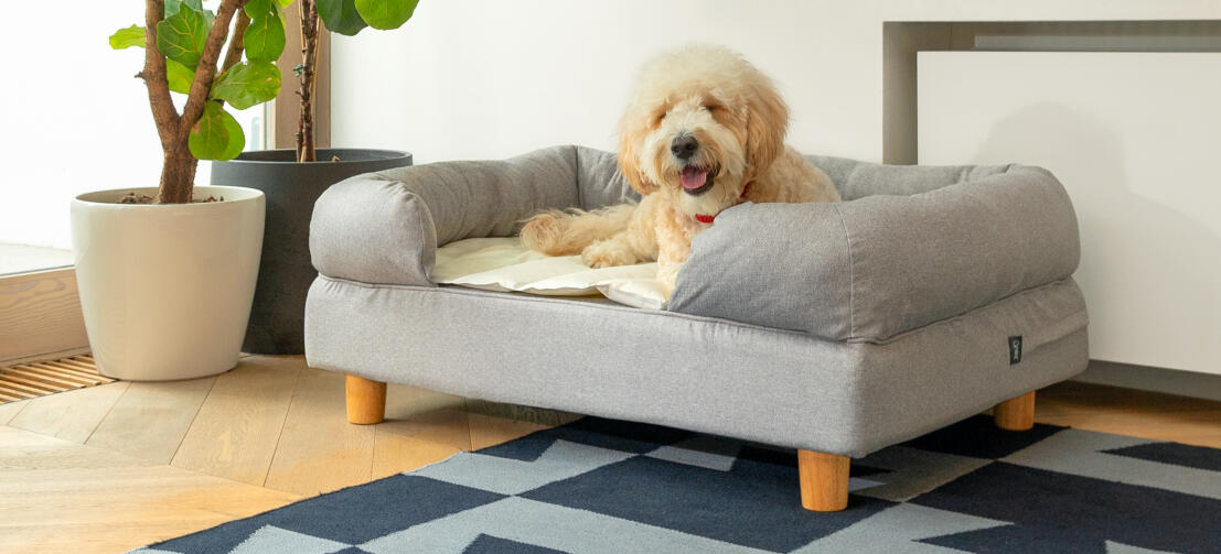 White dog sleeping on grey Omlet memory foam bolster dog bed and cooling mat