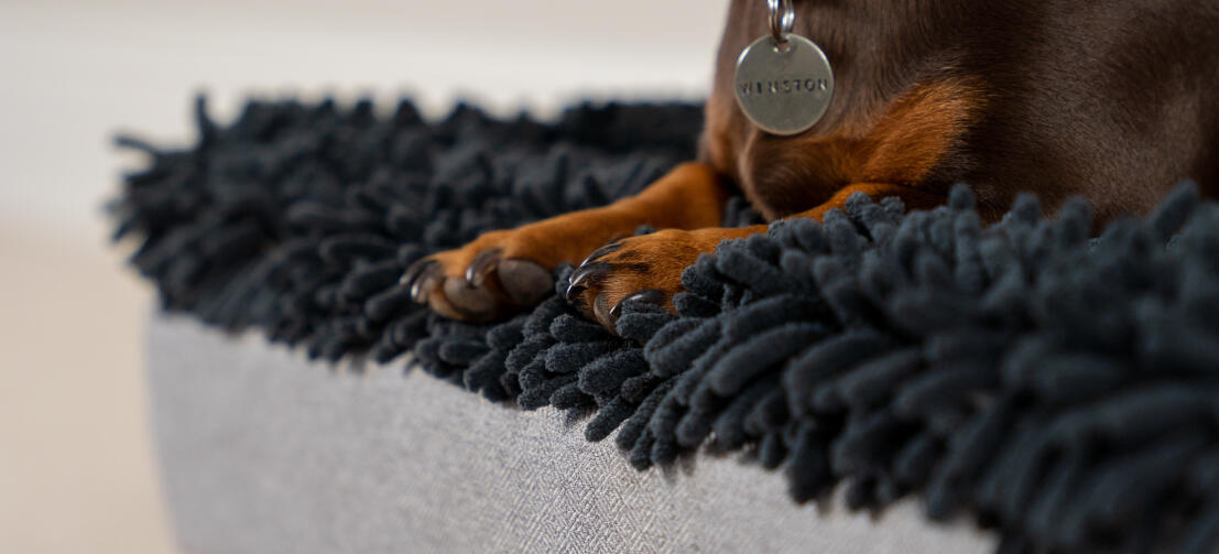 Topology dog bed