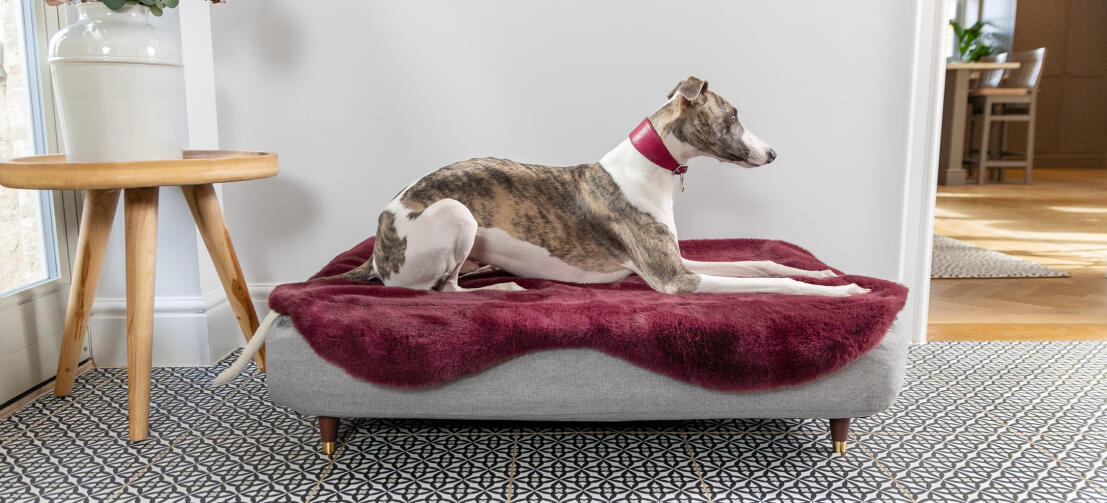 Topology dog bed