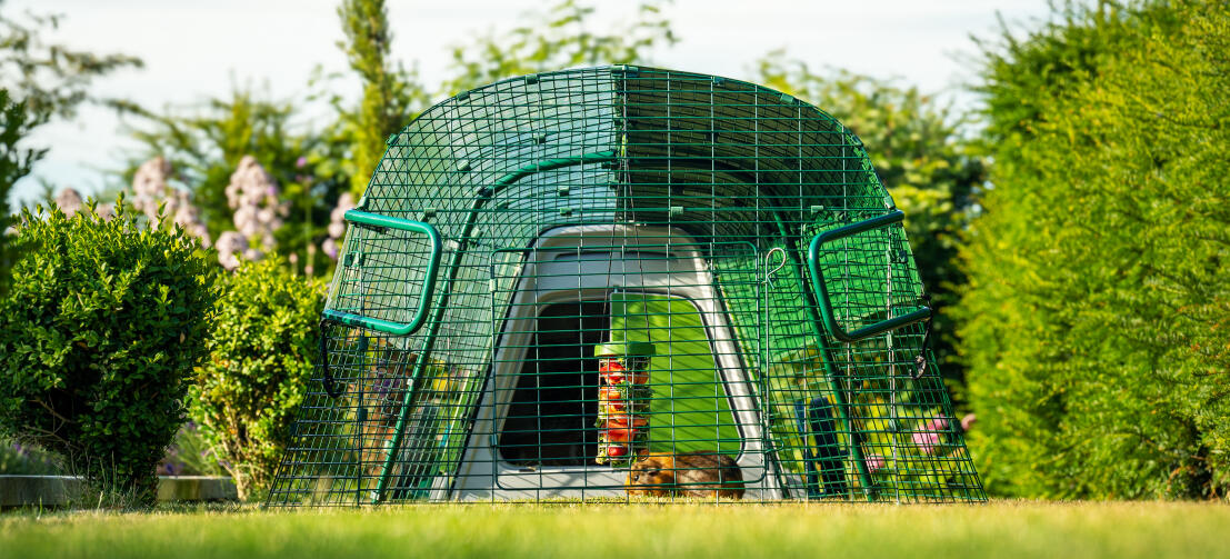 Front view of Eglu Go hutch in garden, with guinea pig and Caddi treat holder inside run.