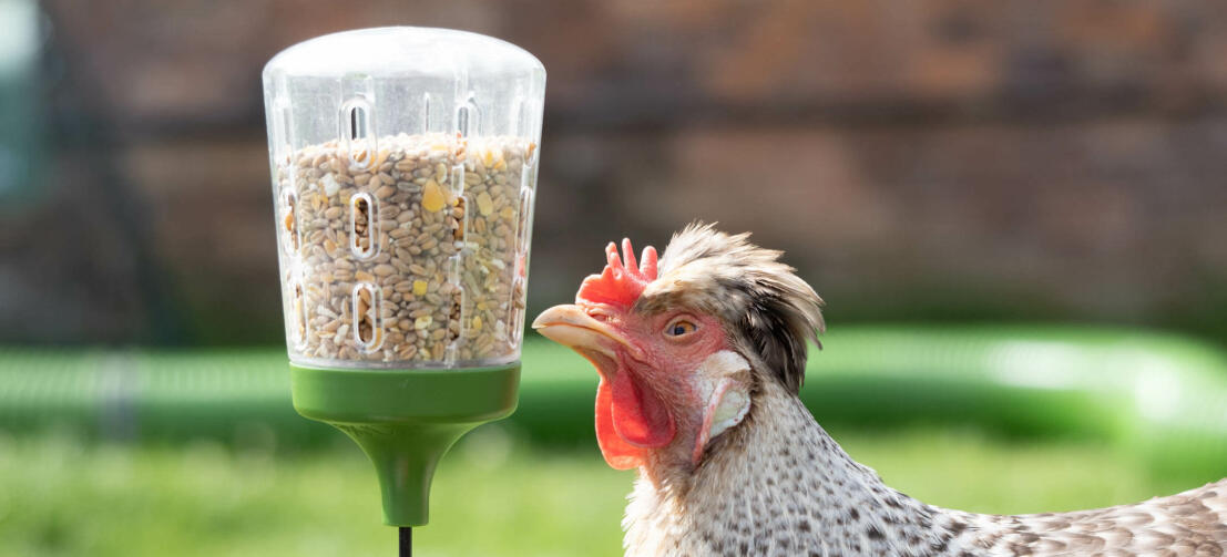 Chicken inspecting the Omlet peck toy