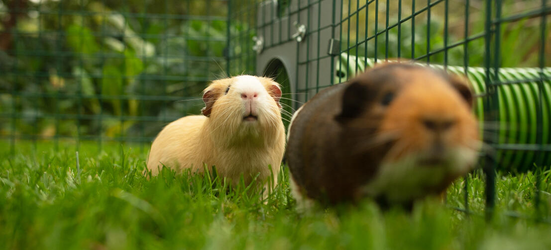 Two guinea pigs inside a playpen connected to a Zippi tunnel.