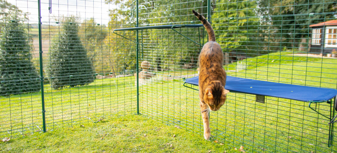 Cat jumping down from blue Omlet outdoor fabric cat shelf in outdoor catio