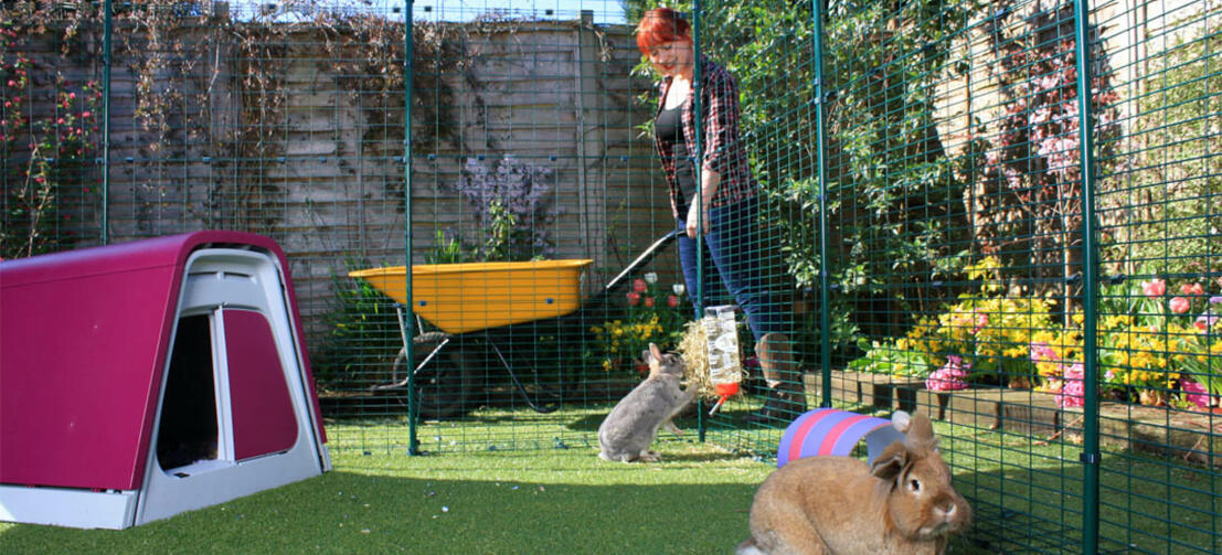 Woman feeding her bunnies in the large secure walk in rabbit run