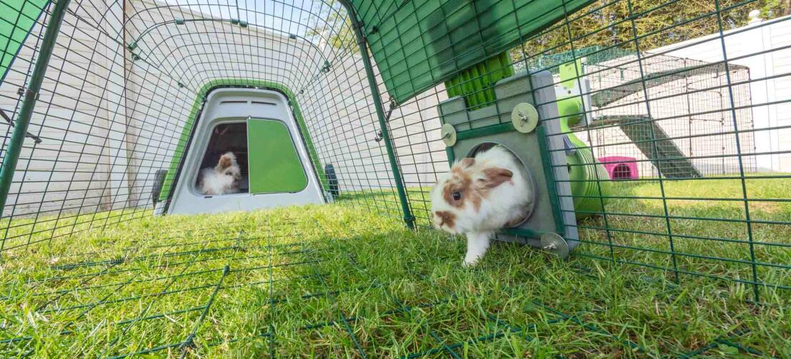 Rabbits playing in their eglu go hutch and run Rabbits playing in their eglu go hutch and run