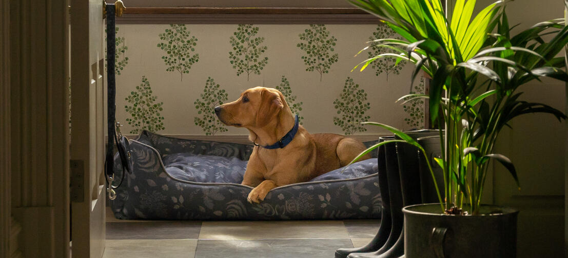 Retriever looking out from her stylish designer Omlet nest dog bed Retriever looking out from her stylish designer Omlet nest dog bed