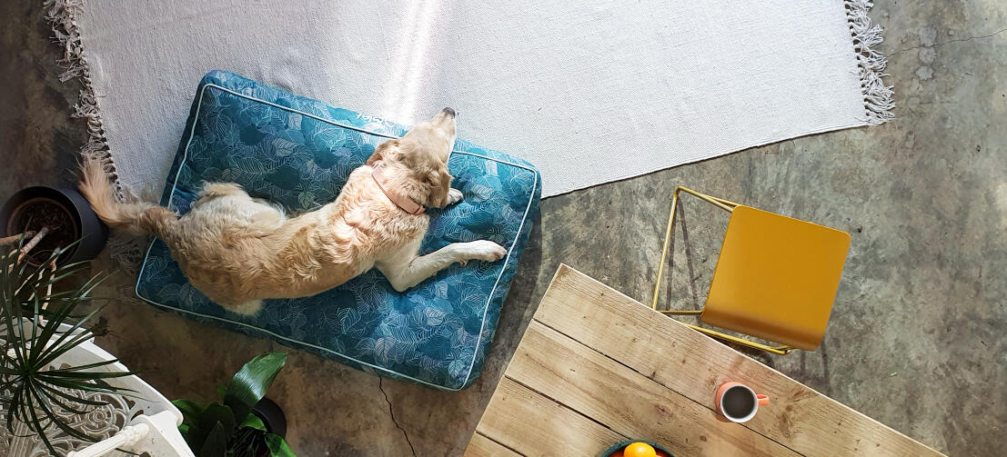 Retriever lying on an easy to clean patterned Omlet cushion dog bed
