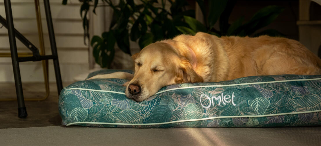 Retriever resting on a comfortable and stylish Omlet cushion dog bed