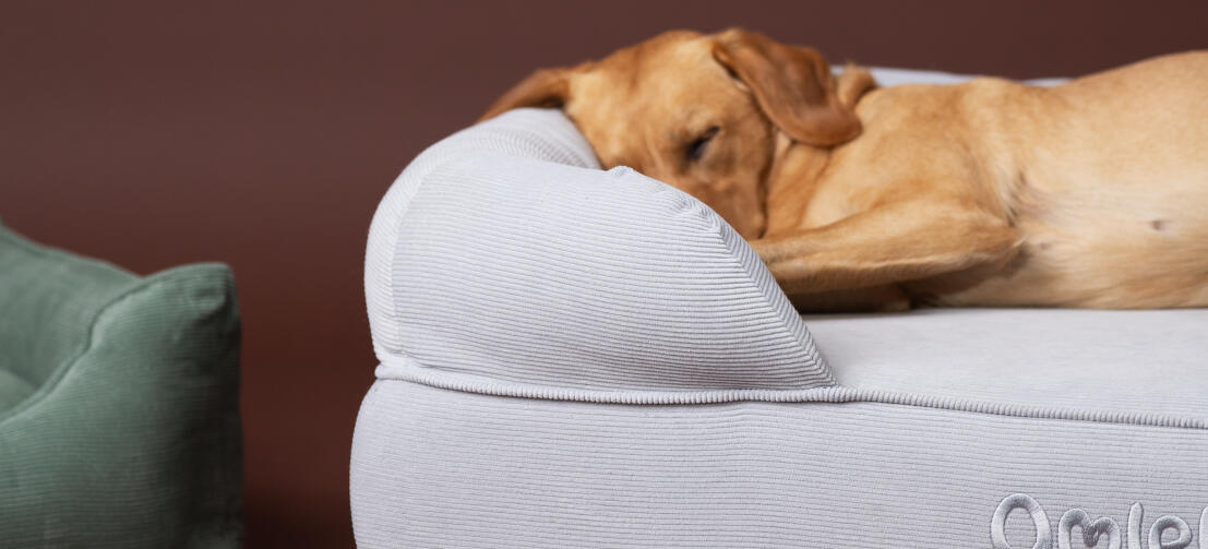 Retriever sleeping on a cosy Omlet bolster dog bed