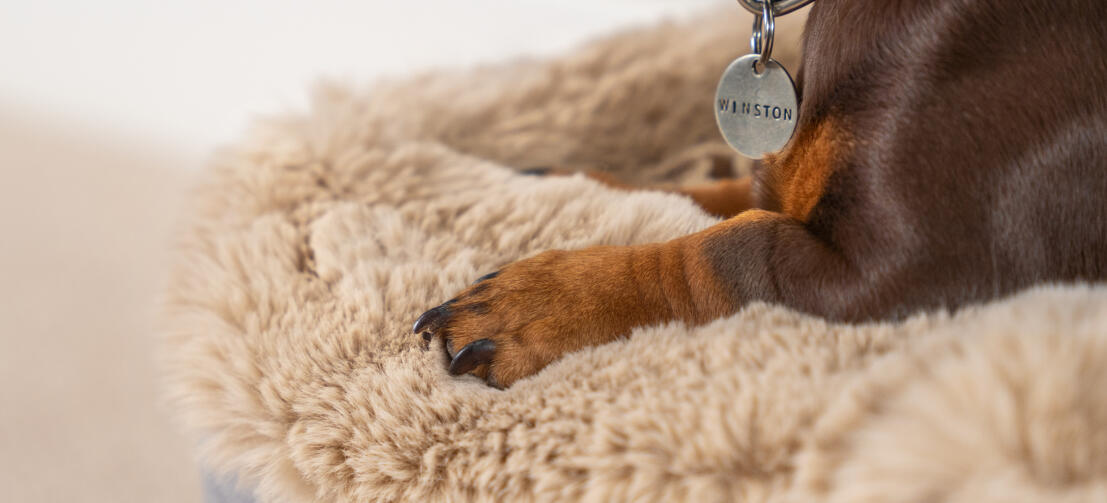Topology dog bed