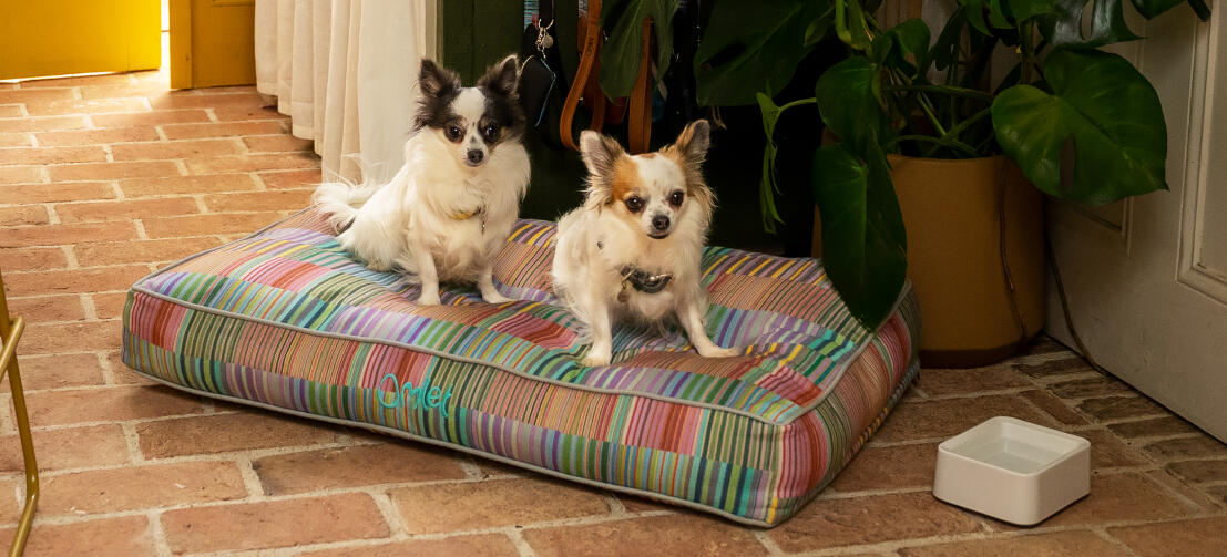 Two chihuahuas on a soft and pillowy Omlet cushion dog bed