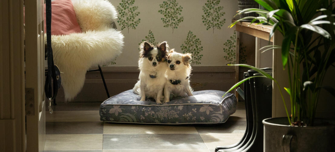 Two chihuahuas on an easy to clean and portable Omlet cushion dog bed