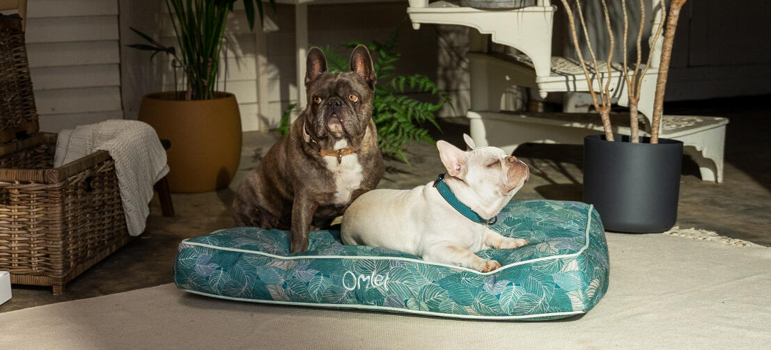 Two frenchies sharing a stylish patterned Omlet cushion dog bed