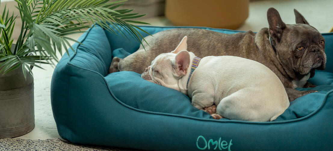 Close up of two frenchies cuddled up in a soft and supportive Omlet nest dog bed Close up of two frenchies cuddled up in a soft and supportive Omlet nest dog bed