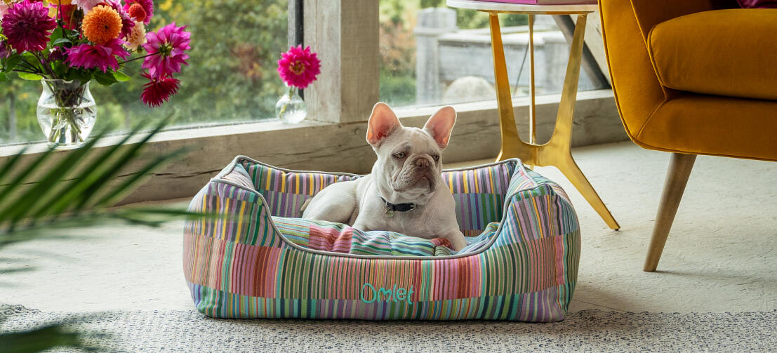 White frenchie lying in a a comfy and stylish Omlet nest dog bed