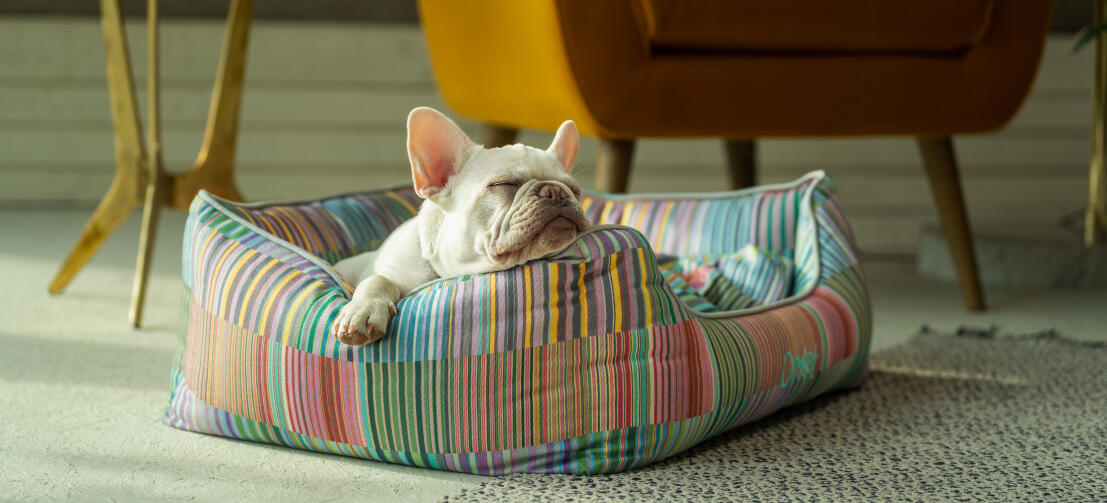 White frenchie resting his head on the supportive and stylish Omlet nest dog bed White frenchie resting his head on the supportive and stylish Omlet nest dog bed