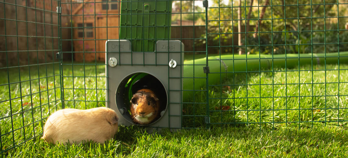 Two guinea pigs entering a run through Zippi tunnel system.