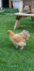 A orange and white chicken stood on a garden lawn