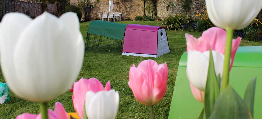 The Eglu Go guinea pig hutch looks great in any garden The Eglu Go guinea pig hutch looks great in any garden