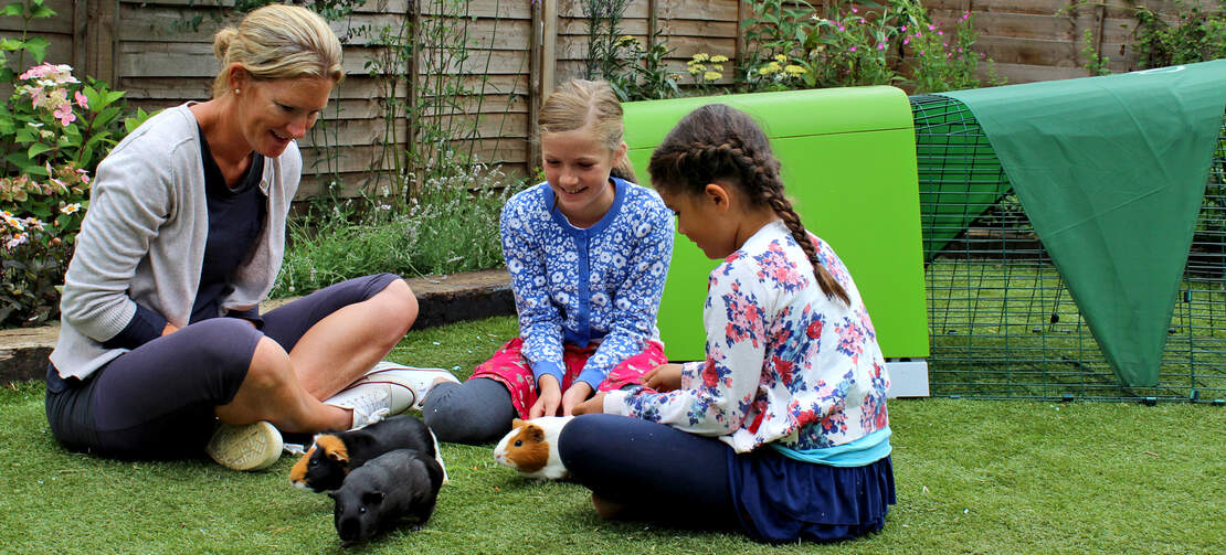 The Eglu Go guinea pig hutch offers entertainment for the whole family....and your pets! The Eglu Go guinea pig hutch offers entertainment for the whole family....and your pets!