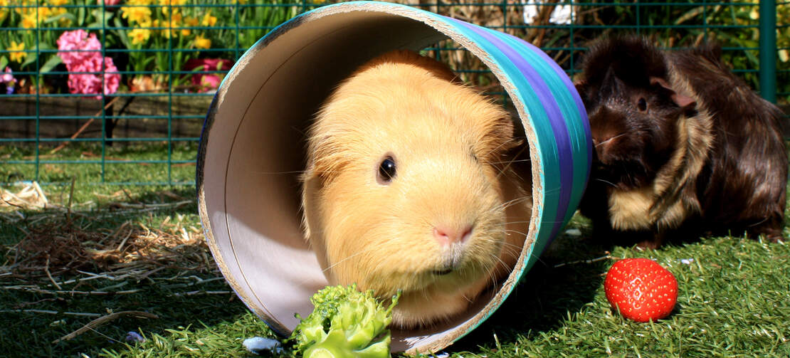 A guinea pig hidding inside a tunnel A guinea pig hidding inside a tunnel