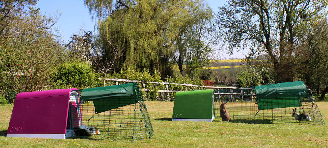 The Eglu Go guinea pig hutch and the Eglu Go rabbit hutch in the garden The Eglu Go guinea pig hutch and the Eglu Go rabbit hutch in the garden