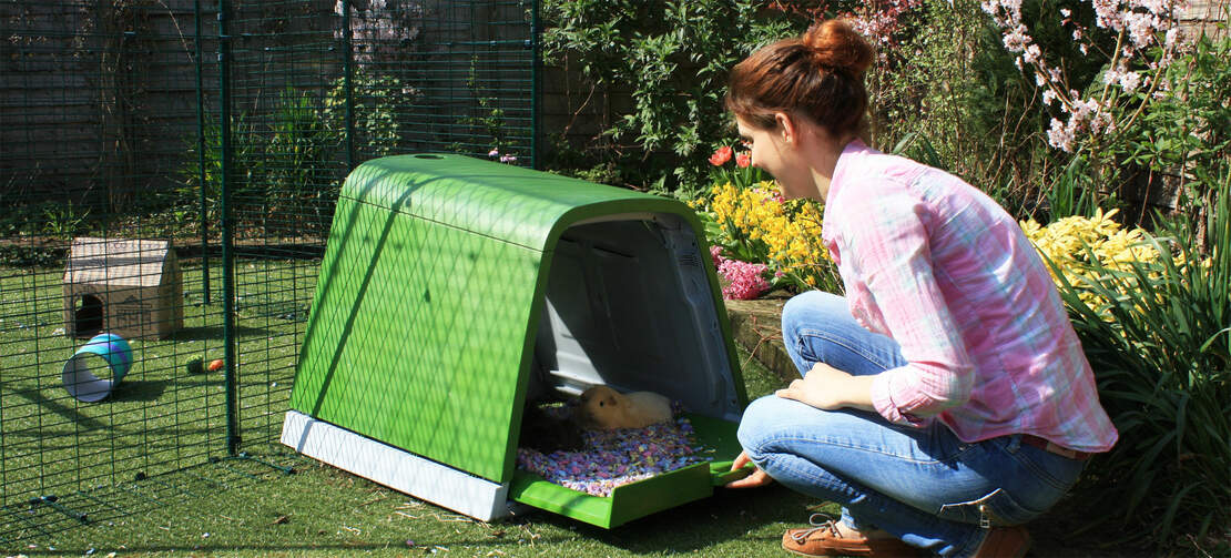 Guinea pigs love to make themselves comfortable in the Eglu Go Guinea pigs love to make themselves comfortable in the Eglu Go